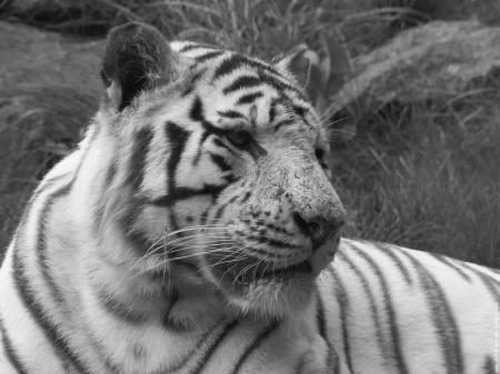 - TiGrE -