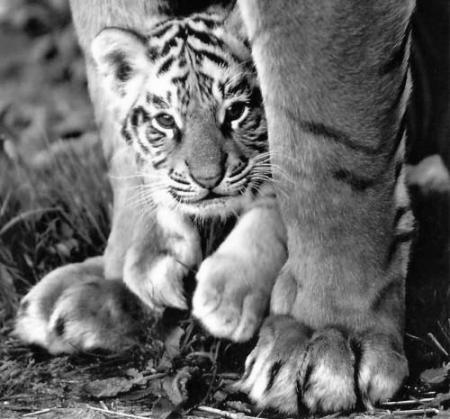 - TiGrE -