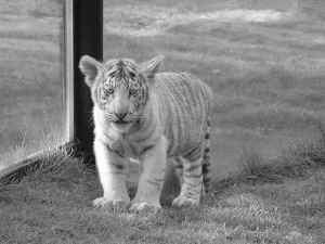 - TiGrE -
