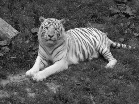- TiGrE -