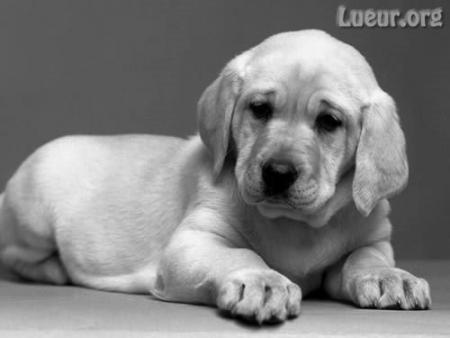 - ChIoT -