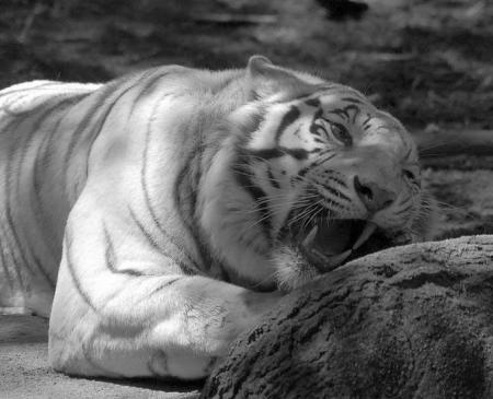 - TiGrE -