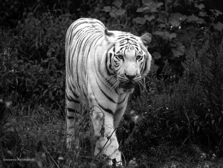 - TiGrE -