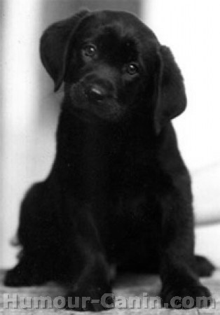 - cHiOt -