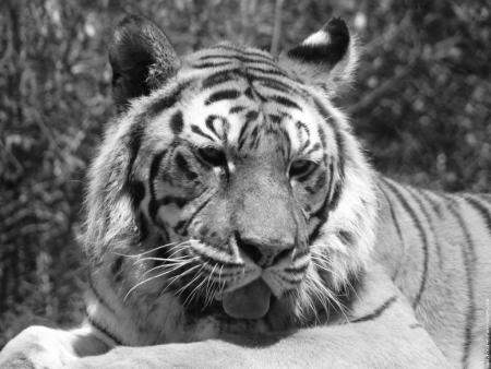 - TiGrE -