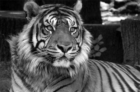 - Le TiGrE -