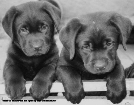 - ChIoTs -