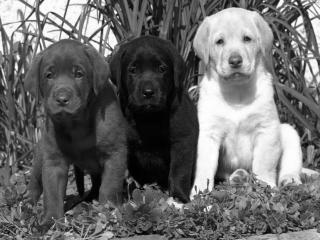 - ChIoTs -