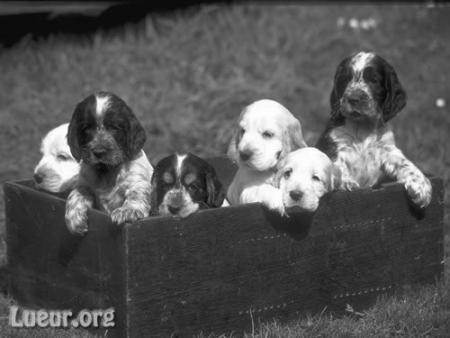 - ChIoTs -