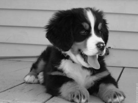 - ChiOt -