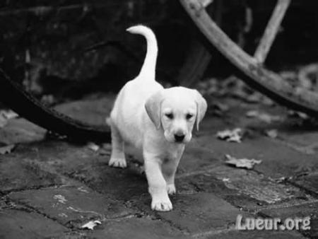 - ChIoT -