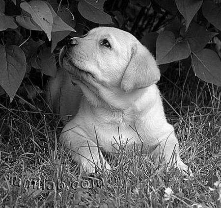 - ChIoT -