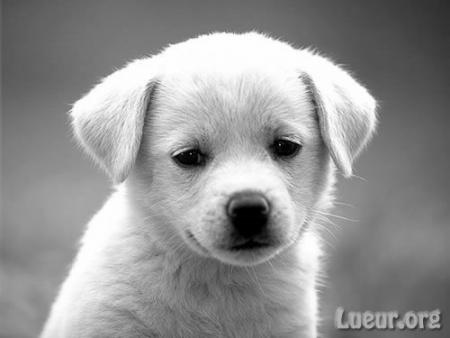  - ChIoT -