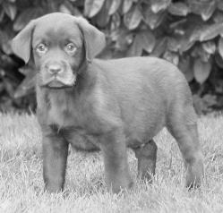 - ChIot -