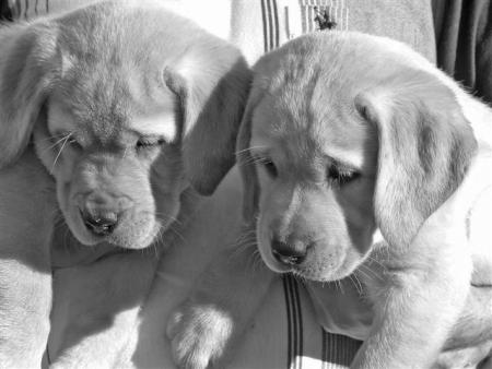 -ChIoT -