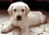 Chiot