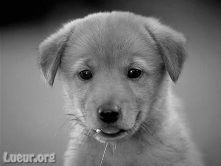 -Chiot -